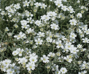 Rogownica kutnerowata