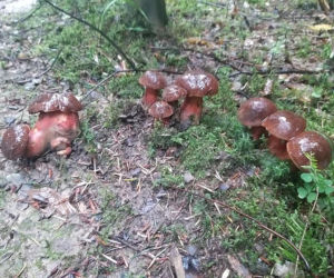 Król starachowickich lasów Samotny Wilk