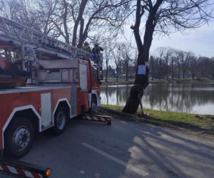 Nietypowa akcja ratunkowa. Sowa uwolniona z sieci