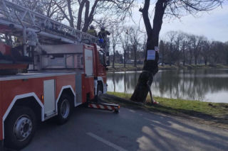 Nietypowa akcja ratunkowa. Sowa uwolniona z sieci