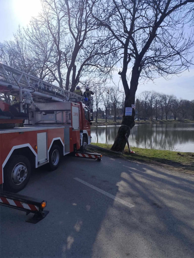 Nietypowa akcja ratunkowa. Sowa uwolniona z sieci