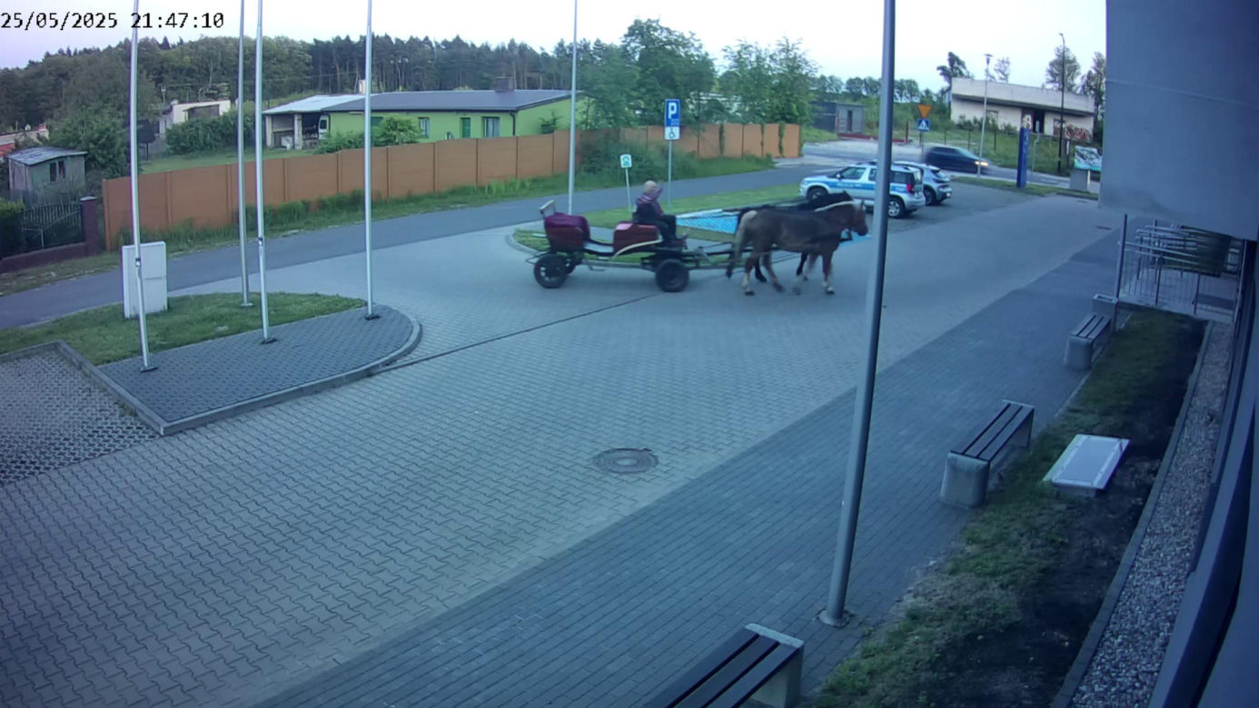 Poddębice. Wóz konny na parkingu komendy. Kierowca nietrzeźwy i z dożywotnim zakazem [ZDJĘCIA]. 