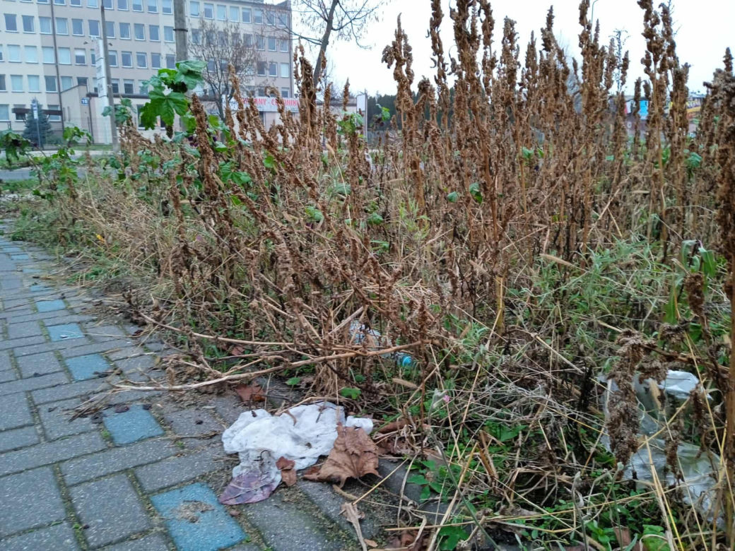 Park kieszonkowy w Siedlcach przy ul. Jagiełły