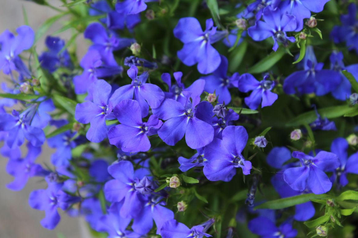 Lobelia