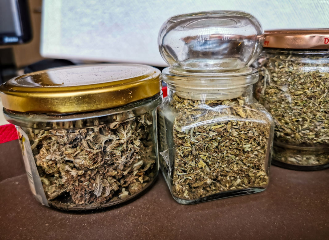Plantacja marihuany w gminie Wasilków