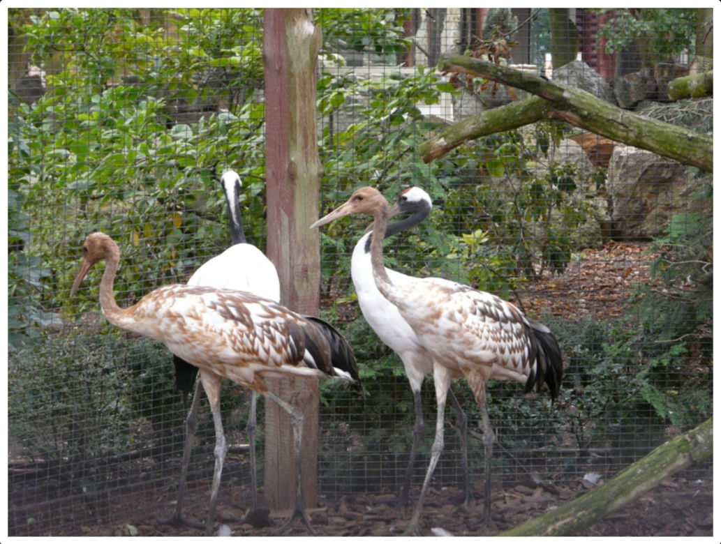 Zoo Płock
