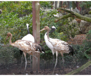 Zoo Płock