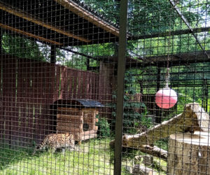 Śląski Ogród Zoologiczny ma nowego lokatora! To 14-miesięczna samica Serwala [ZDJĘCIA, AUDIO]