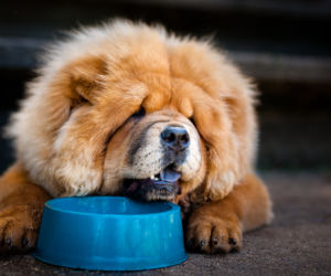 Chow Chow 