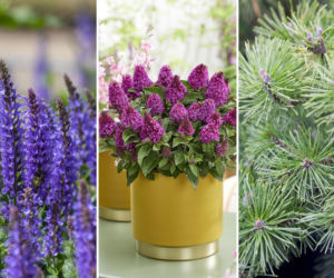 Rośliny na suszę 2026 – 10 najlepszych gatunków do ogrodu