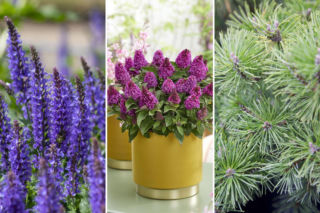 10 roślin odpornych na suszę i upały 2026 – najlepsze gatunki do ogrodu i na balkon