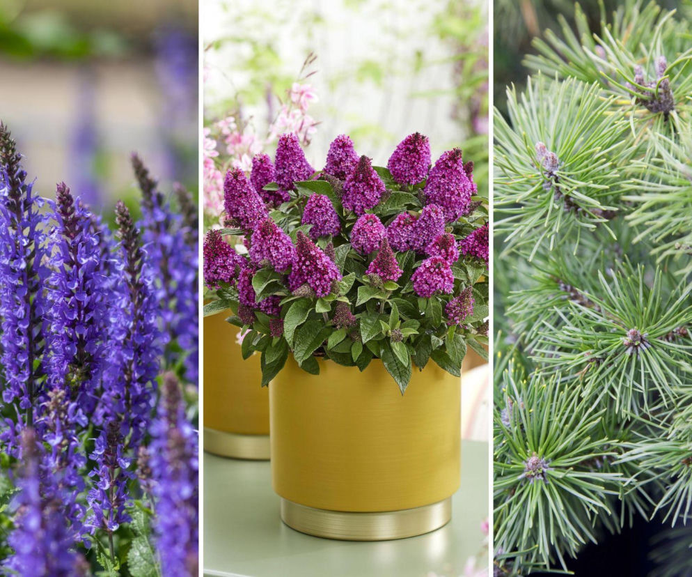 Rośliny na suszę 2026 – 10 najlepszych gatunków do ogrodu