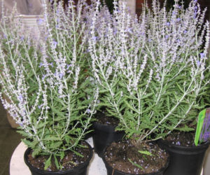 Perowskia łobodolistna Lacey Blue 'Lissit'