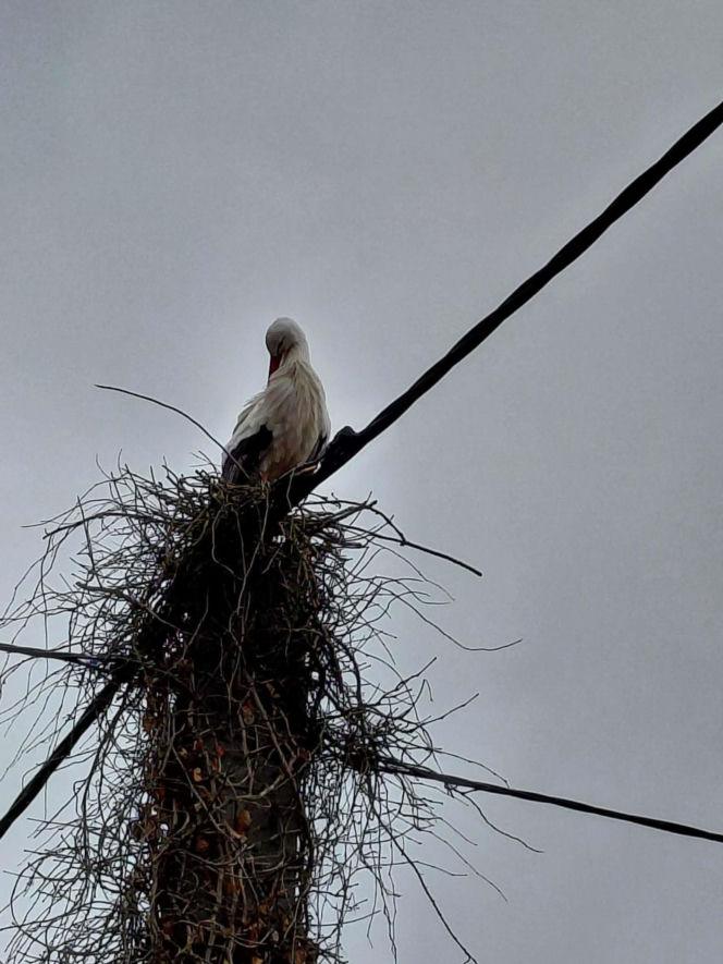 Maciek wrócił do Bydgoszczy. Znany bocian znów ogłasza nadejście wiosny!