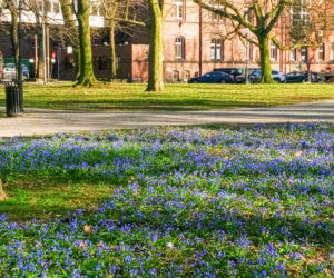 Cebulice kwitną w Szczecinie