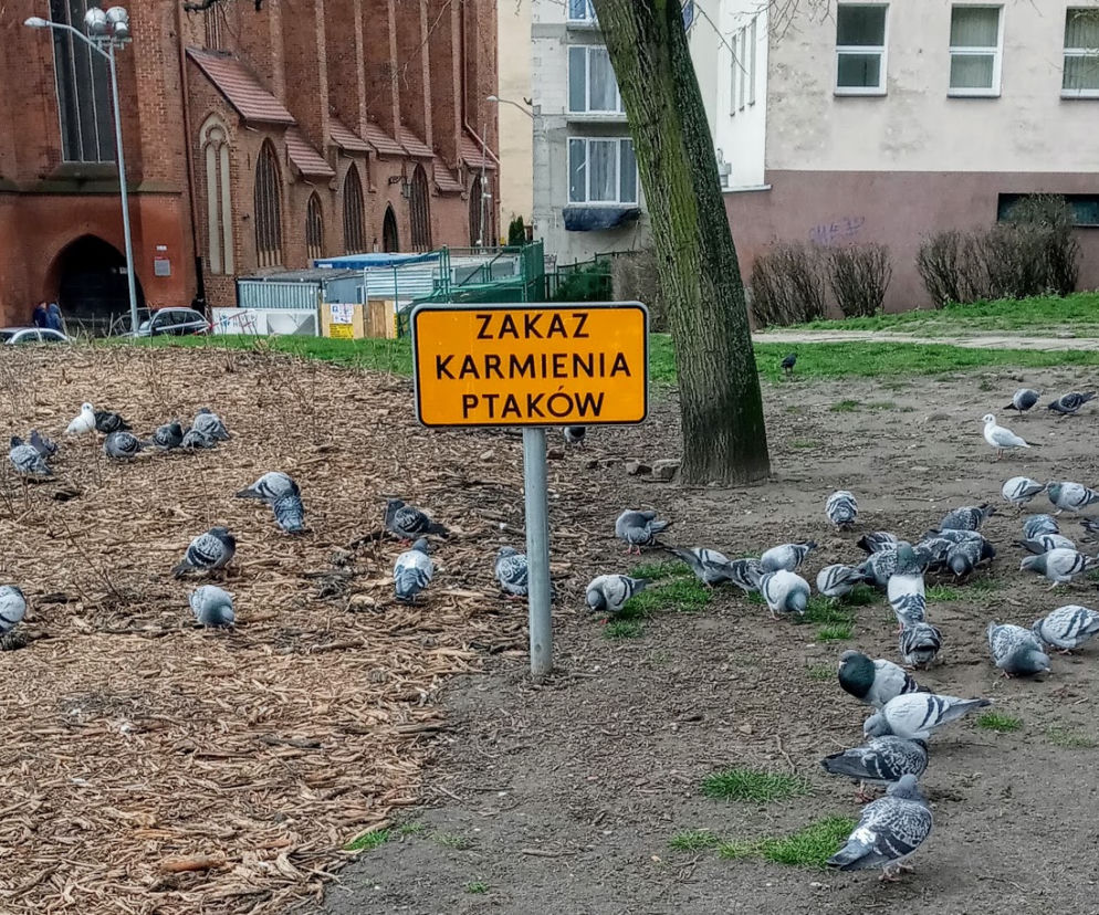 Jak sobie radzić z gołębiami?