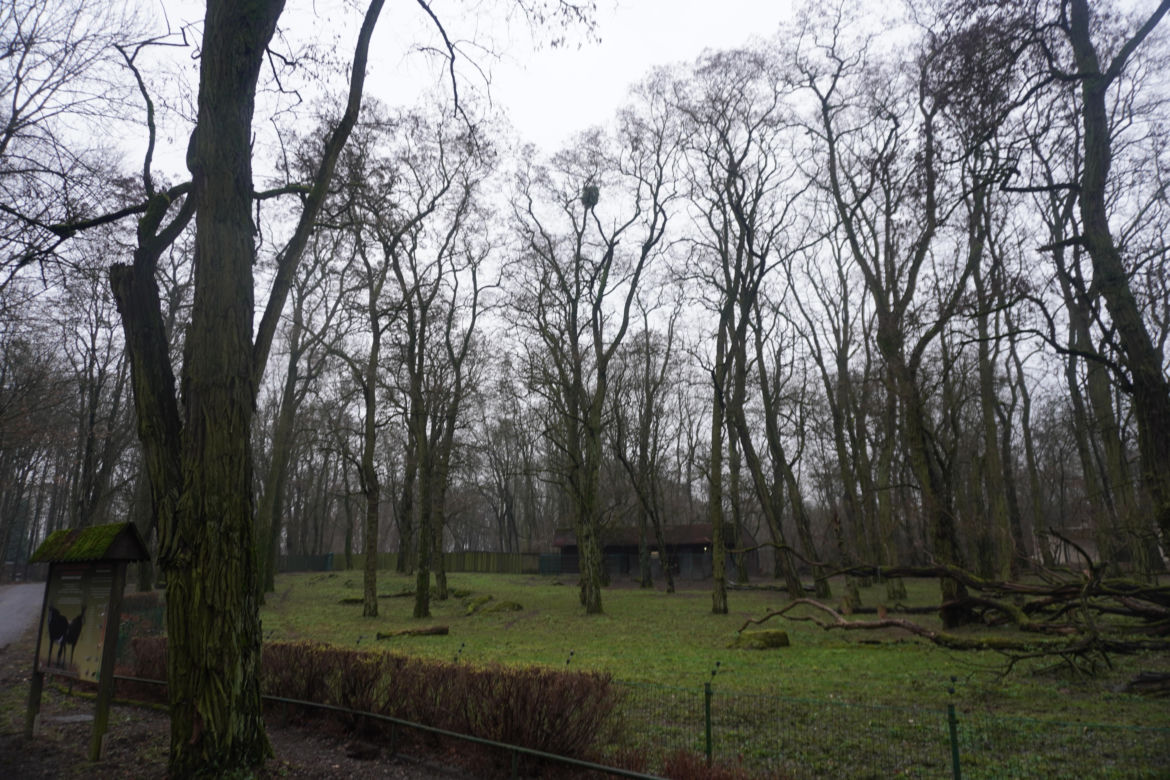 Zoo w Poznaniu zimą