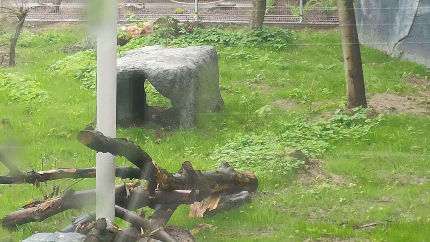 W śląskim ZOO powstała nowa woliera dla panter śnieżnych
