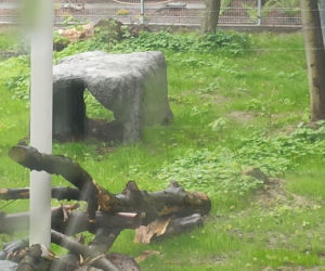 W śląskim ZOO powstała nowa woliera dla panter śnieżnych