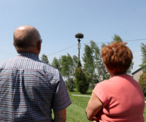 Bocianica musi samotnie wysiedzieć pięć jaj