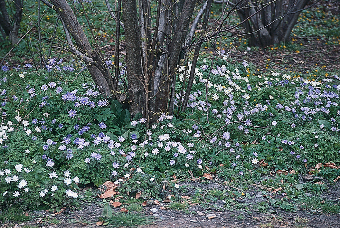 Byliny przedwiośnia