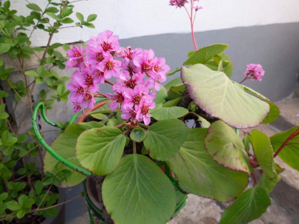 Bergenia sercowata