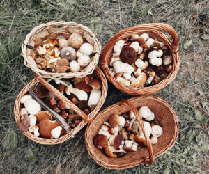 „Gangi” Rumunów w podkarpackich lasach. Zbierają grzyby i wywożą za granicę!