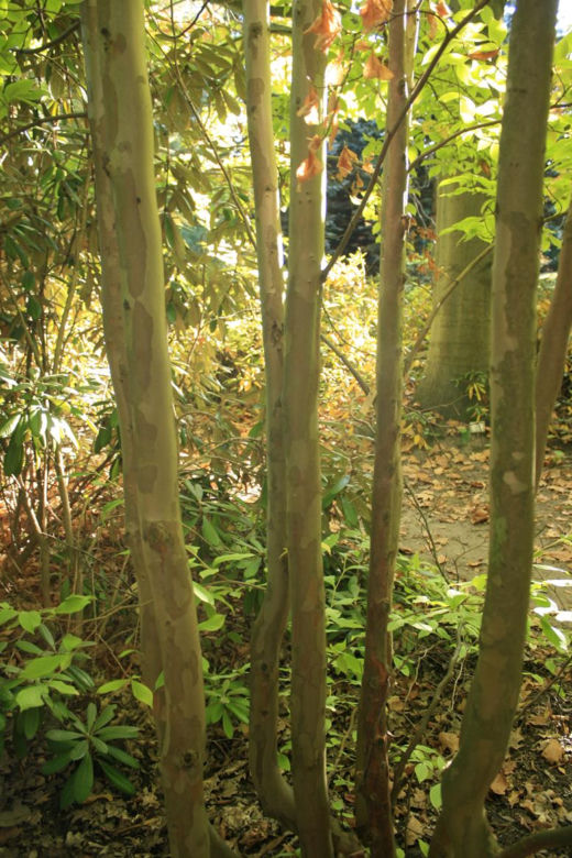 Stewarcja kameliowata