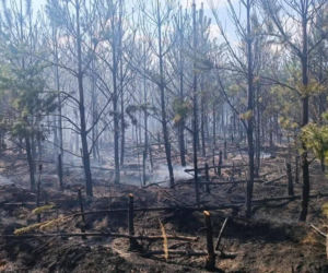 Piroman na ścieżce rowerowej? Nadleśnictwo wydało pilny apel do mieszkańców