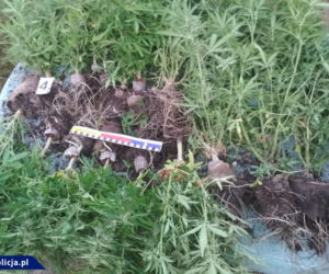 CBŚP zlikwidowała 3 plantacje konopi