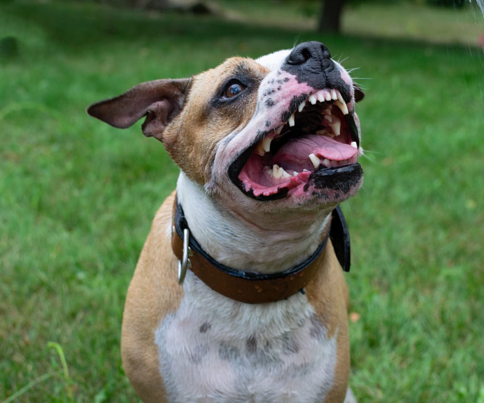Przemyśl. Amstaff zaatakował dwóch chłopców