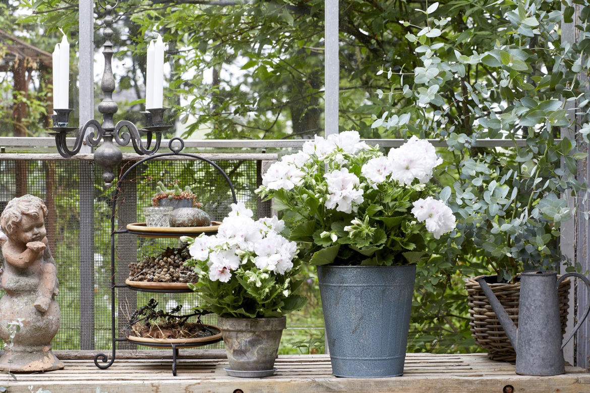 Pelargonia angielska