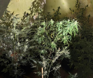Miał plantację konopi indyjskich. 34-latek z gminy Święciechowa usłyszał zarzuty
