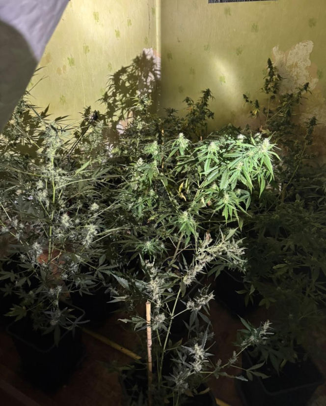 Miał plantację konopi indyjskich. 34-latek z gminy Święciechowa usłyszał zarzuty