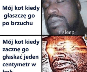 Dzień Kota 2020