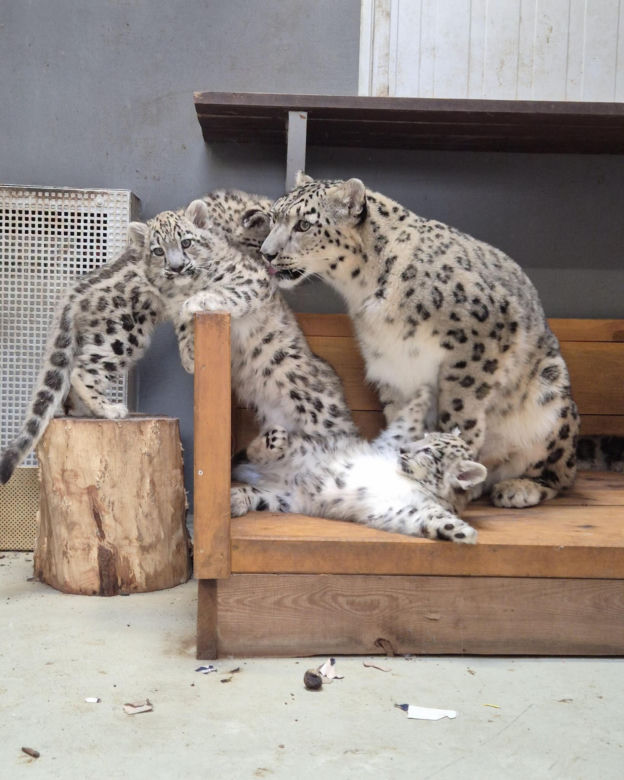 Irbisy z warszawskiego zoo. Harce młodych kotów