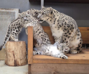 Irbisy z warszawskiego zoo. Harce młodych kotów