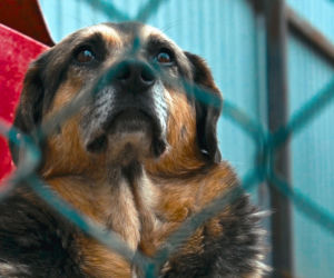 „Maszynka do mielenia mięsa i pałki z krwią”. Kulisy zamknięcia schroniska „Happy Dog”. Co dalej?