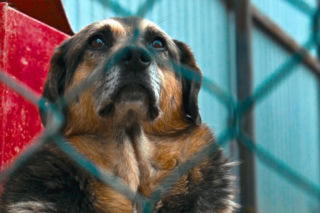 „Maszynka do mielenia mięsa i pałki z krwią”. Kulisy zamknięcia schroniska „Happy Dog”. Co dalej?