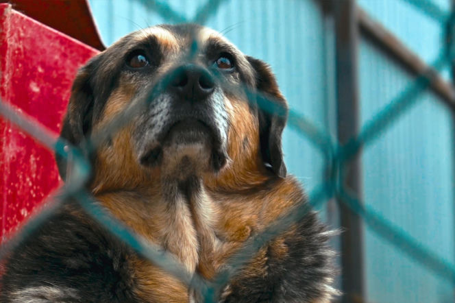 „Maszynka do mielenia mięsa i pałki z krwią”. Kulisy zamknięcia schroniska „Happy Dog”. Co dalej?