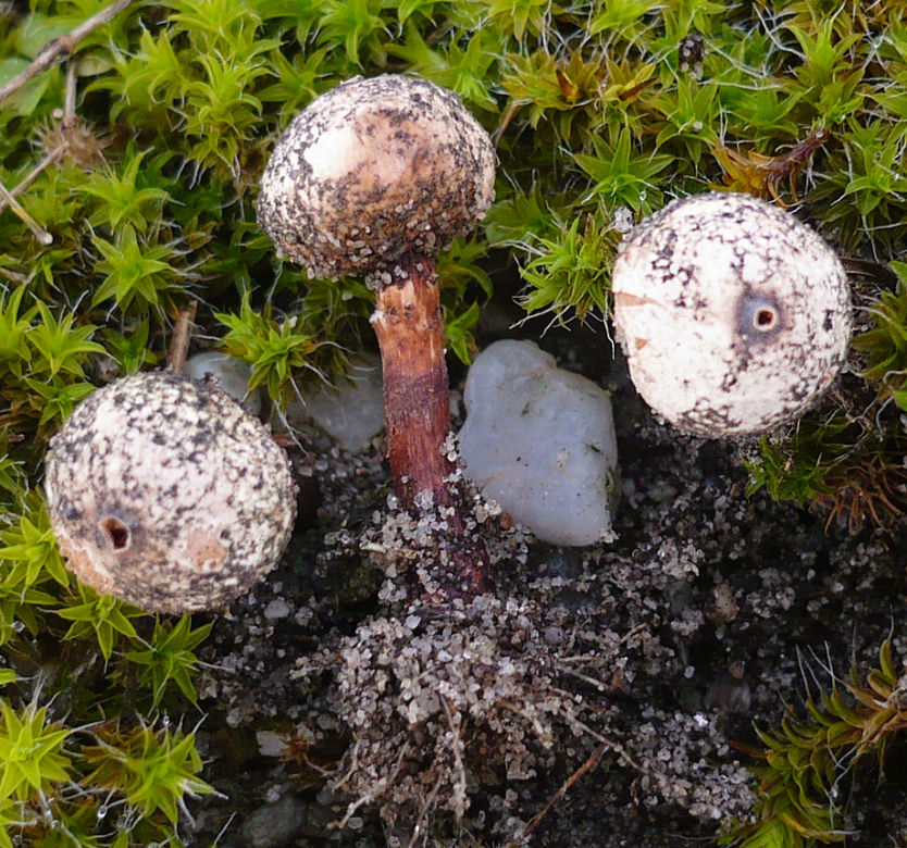 Berłóweczka łuskowata  