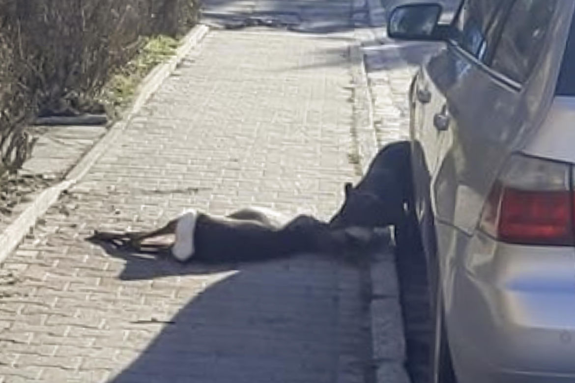 Zagryziona sarna, biegające luzem groźne psy. Psychoza na Brochowie we Wrocławiu 