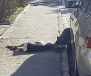 Zagryziona sarna, biegające luzem groźne psy. Psychoza na Brochowie we Wrocławiu 