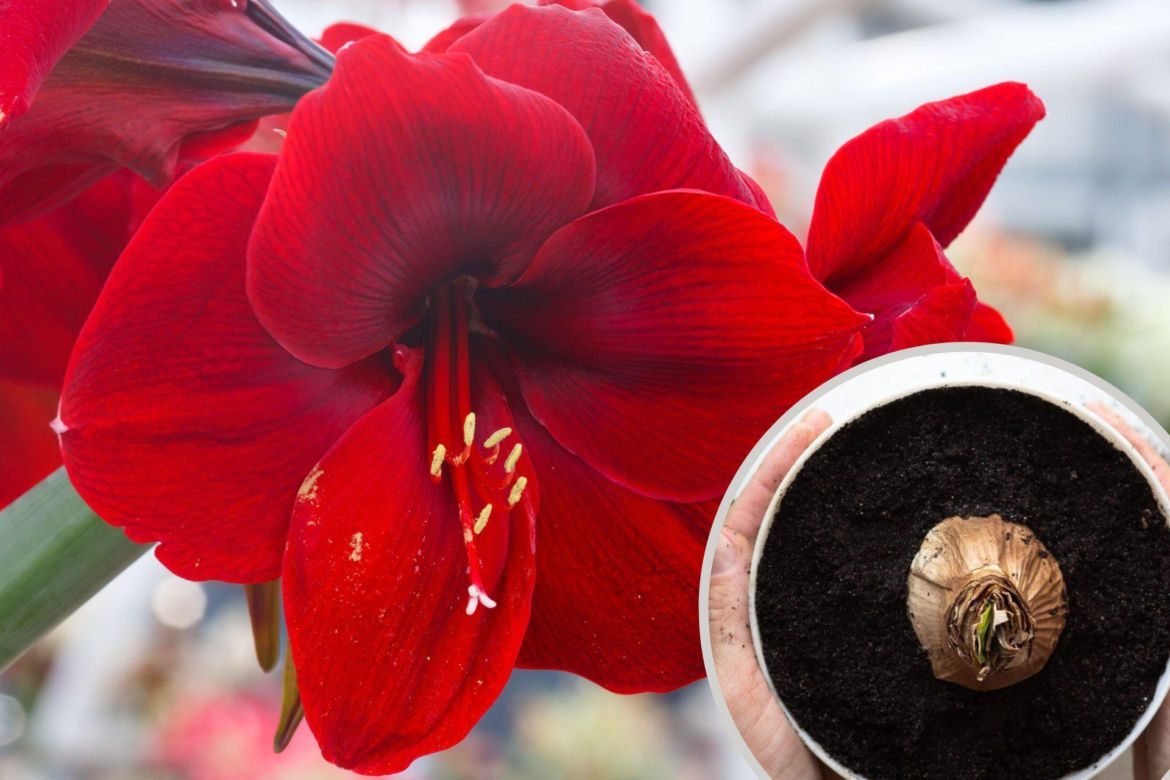 Kwiat hippeastrum