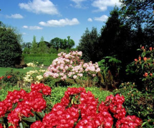 rododendron