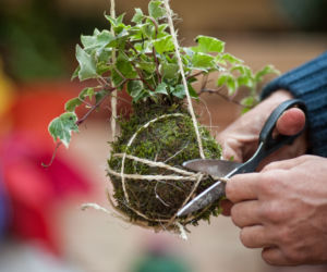 Kokedama