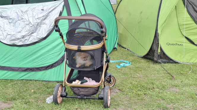Psie piękności królują w Kaliszu