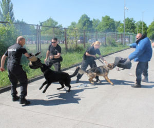 Dwa nowe psy w szczecińskiej policji