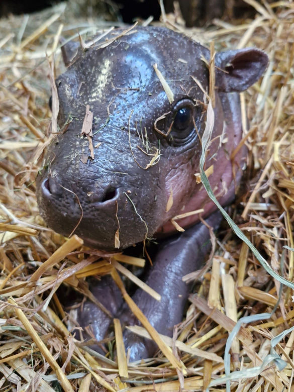 Wyjątkowe narodziny w gdańskim zoo! Na świat przyszła mała hipopotamka karłowata