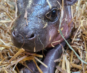 Wyjątkowe narodziny w gdańskim zoo! Na świat przyszła mała hipopotamka karłowata